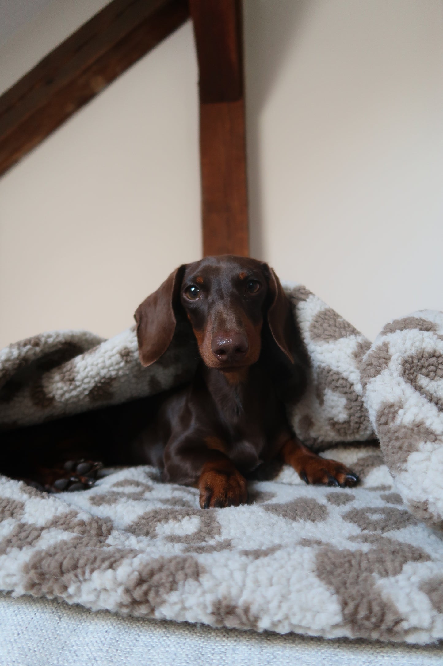 Kuschelsack LEO