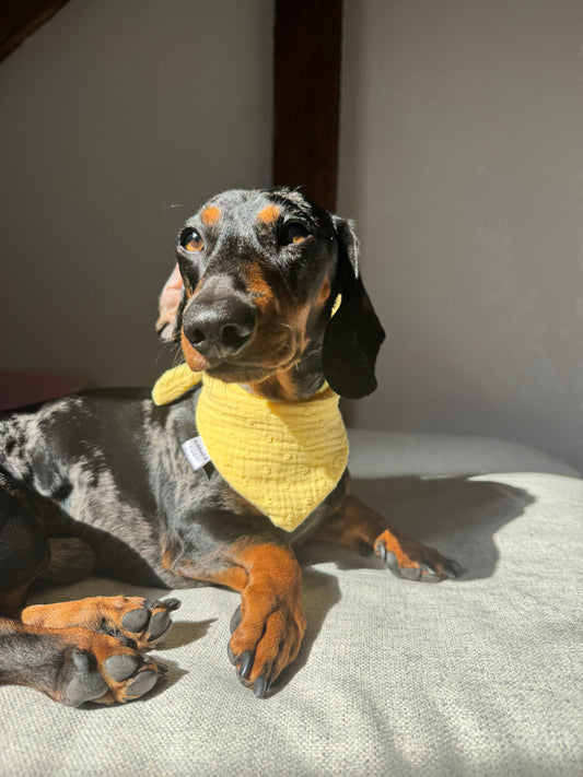 Musselin Halstuch LEMON DOTS