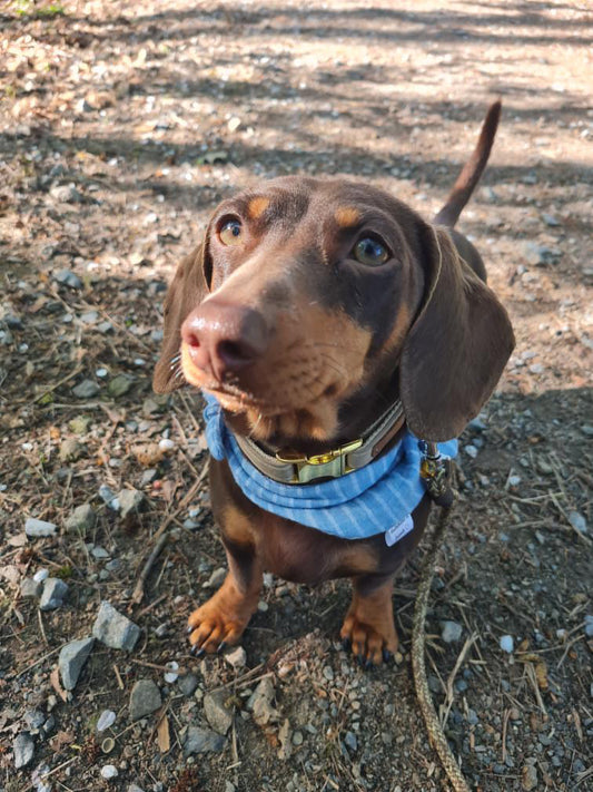 Musselin Halstuch STRIPES BLUE