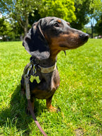 Hundemarke Schleife