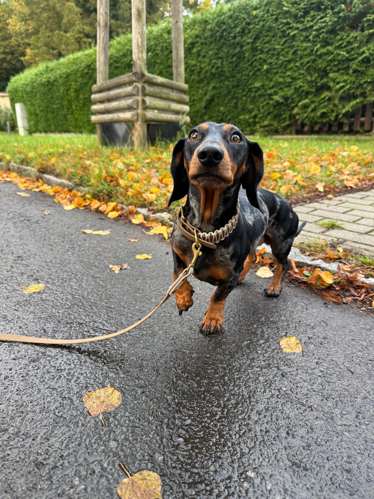 Paracord x Biothane Halsband