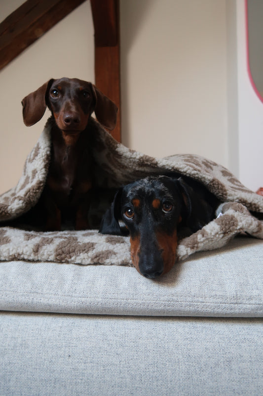 Kuschelsack LEO